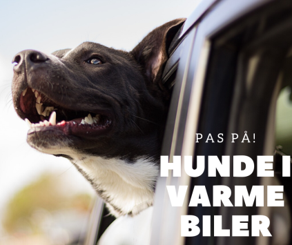 hund varm bil tv2 østjylland, Karina Hindborg, Dansk Dyreværn Århus, internat, hunde