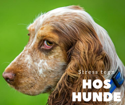 nythundeliv, stress tegn hos hunde, signaler