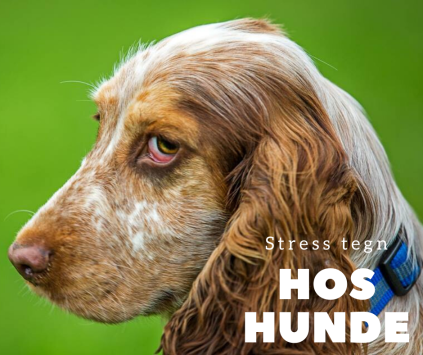 nythundeliv, stress tegn hos hunde, signaler 