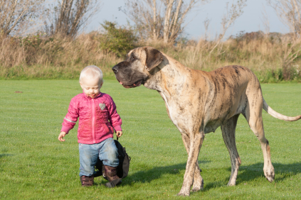 hund og børn, nythundeliv grand danois forebyggelse signaler dæmpende signaler