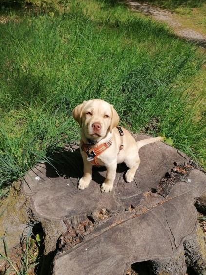medarbejder, labrador miljøtræning socialicering hundehvalp træning adfærd massage