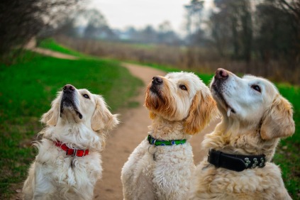 forebyggelse, gode løsninger, golden retriever, goldendoodle, rådgivning, nythundeliv