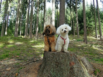 Skovtur miljøtræning, voksen hund unghund seniorhund motorik motion balance hvile skov natur