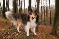 skovtur, voksen hund, fysiske og mentale behov, natur, balsam for sjælen, fuglesang, motion, adfærdstræning